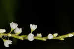 Dotted smartweed 